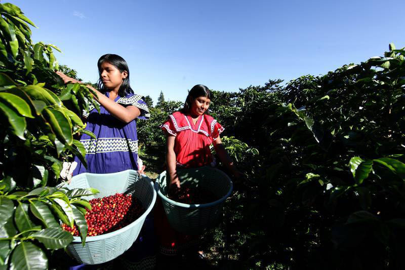 cosecha-del-cafe.jpg